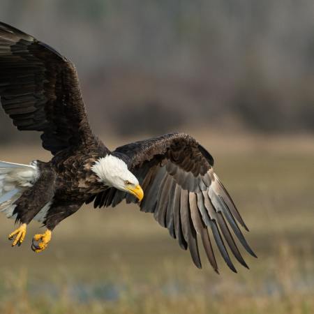 Bald eagle