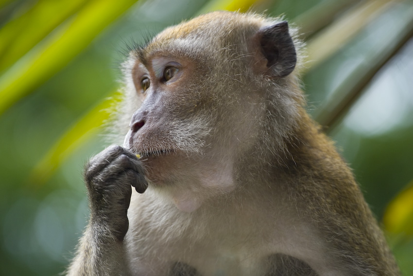 A monkey