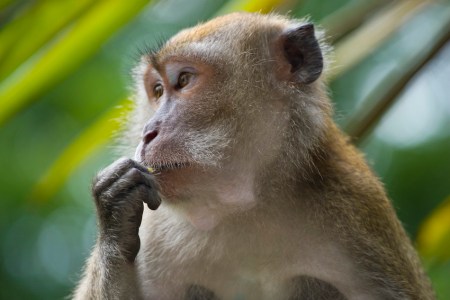 A monkey