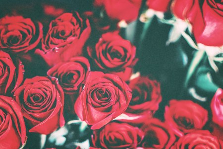 A dozen roses in close-up. There is still time to buy flowers for V-Day, even though it's only days away.