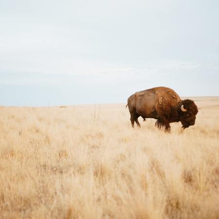 Buffalo