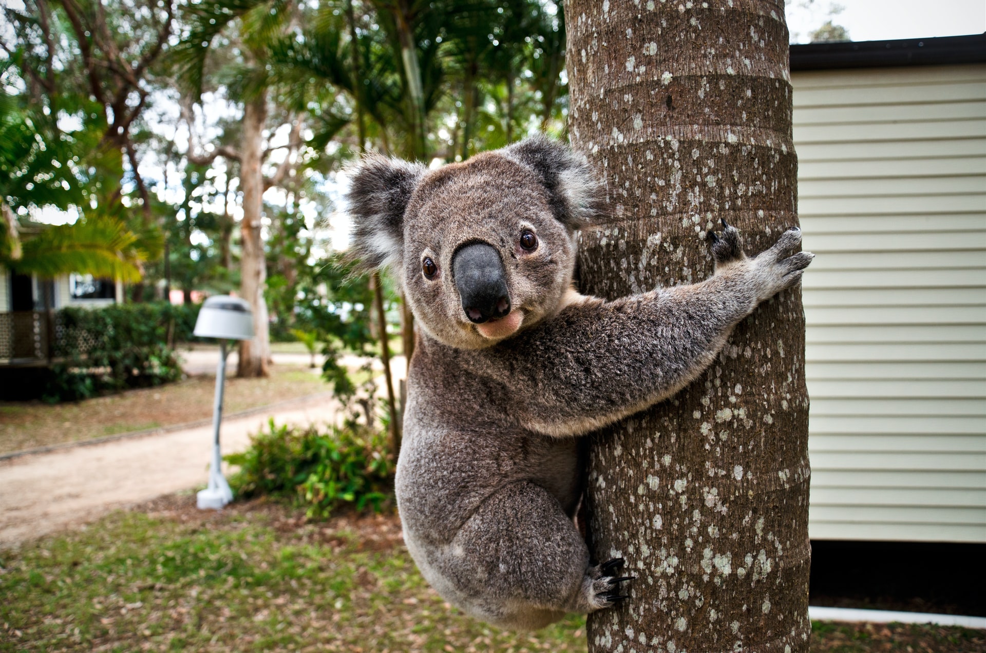 Koala