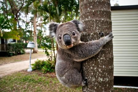 Koala