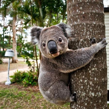 Koala