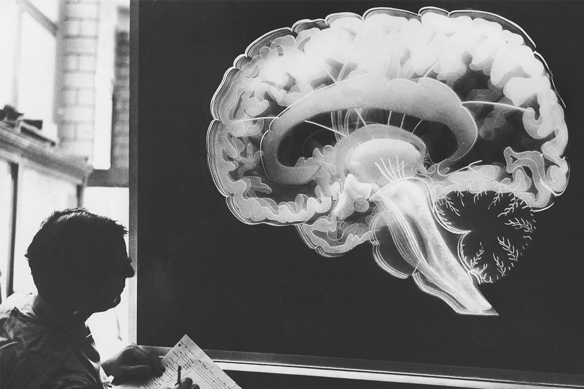 A scientist studying the schematic of a brain. Contrary to popular belief, neurogenesis extends well into adulthood.