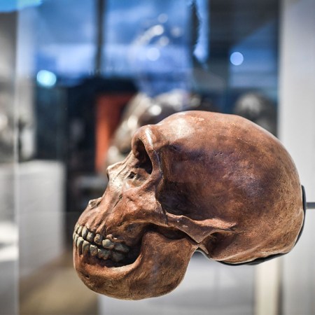 A Neanderthal skull on display in a museum.
