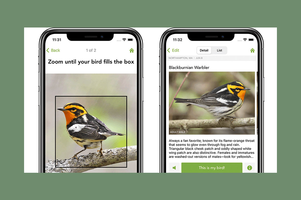 Screenshots from the Merlin app against a green background.