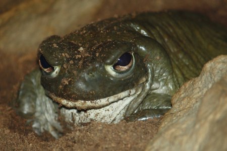Sonoran desert toad