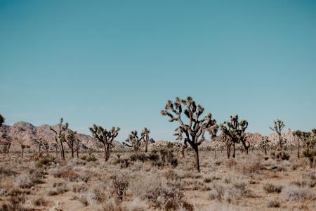 Joshua Tree’s Popularity Might Be Its Worst Enemy