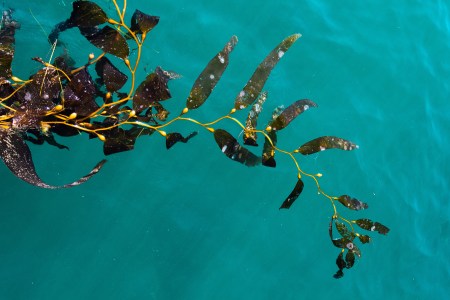 If You Make One Nutritional Change This Year, Start Eating Seaweed