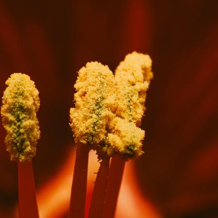Pollen