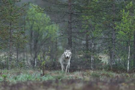 Wolf