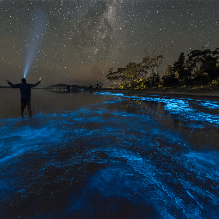 Bioluminescent Tourism Is on the Rise. What the Hell Is Bioluminescence?