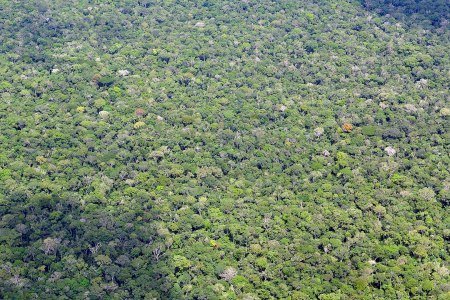 Amazon Rainforest