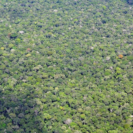 Amazon Rainforest
