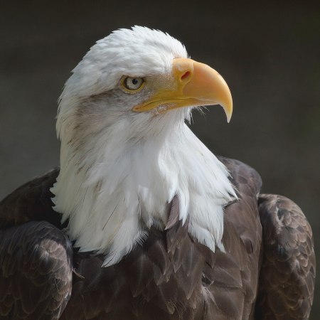Bald eagle
