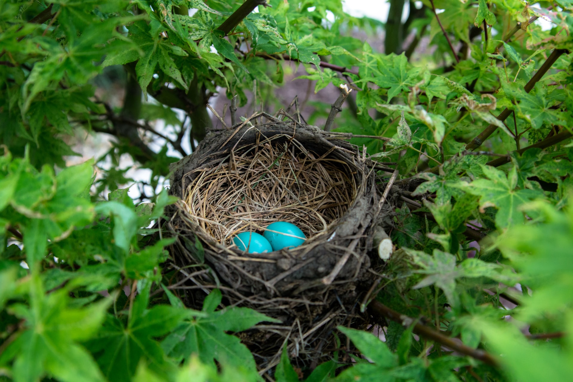 Bird nest