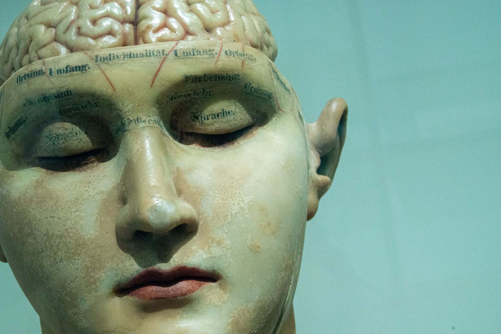 Brain model