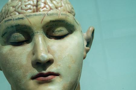 Brain model