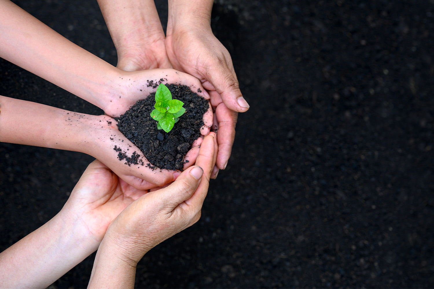 hands holding a seedling over dirt.