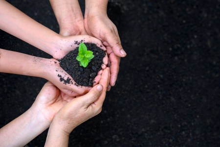 hands holding a seedling over dirt.