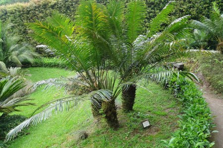 Cycads
