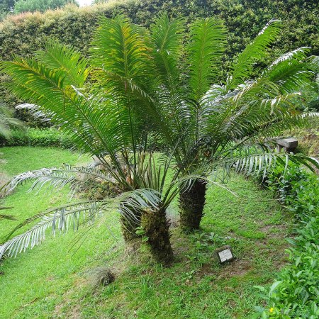 Cycads