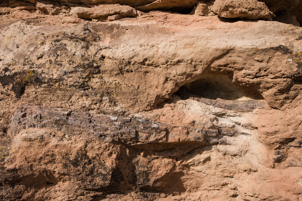Dinosaur bones