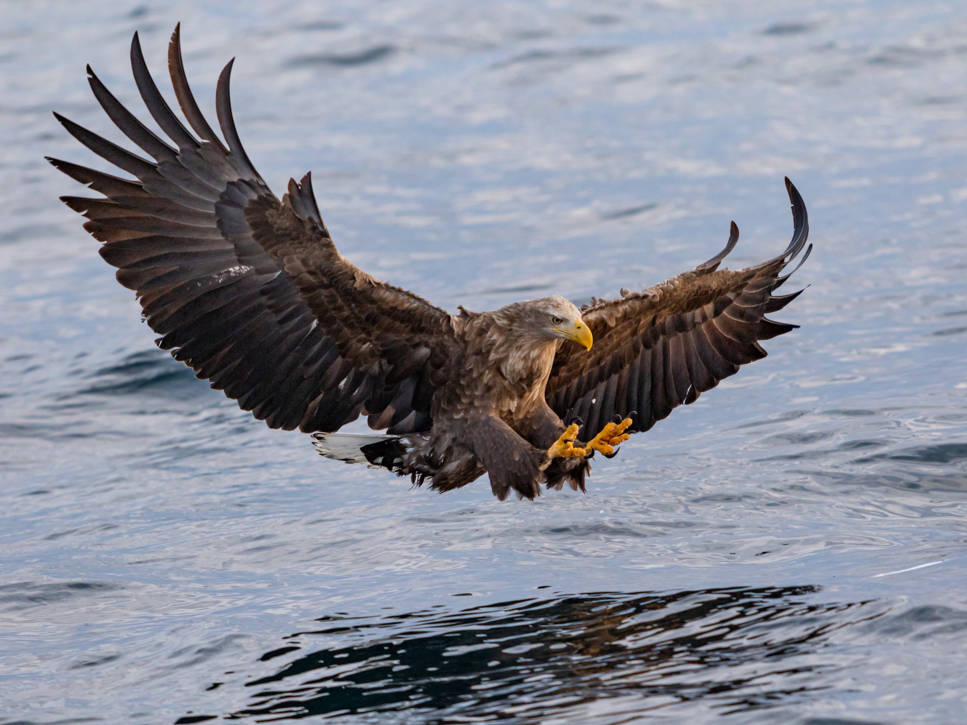 Eagle