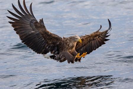 Eagle