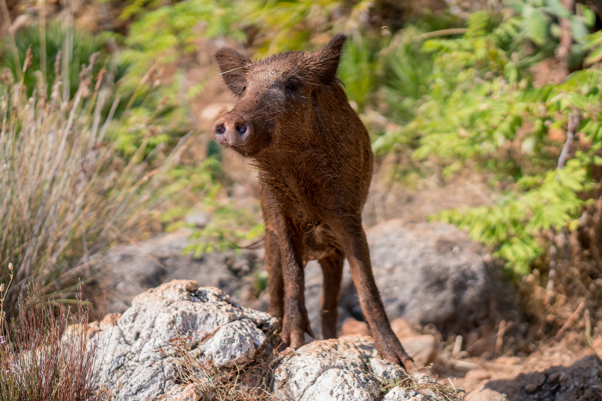 Feral pig