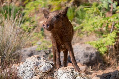 Feral pig