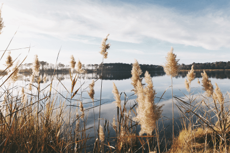 If Corporations Have Legal Rights, Why Not Lakes, Forests and Mountains?