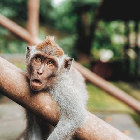 Monkey