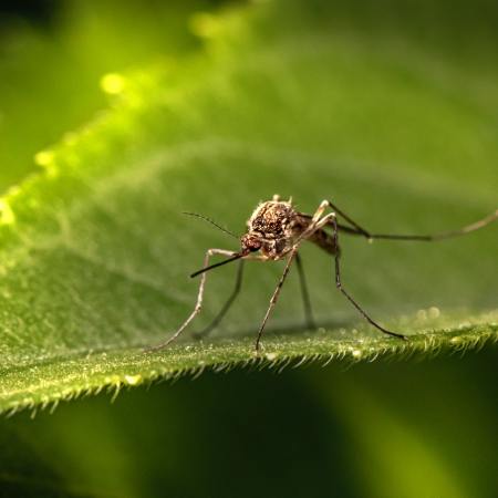 Mosquito