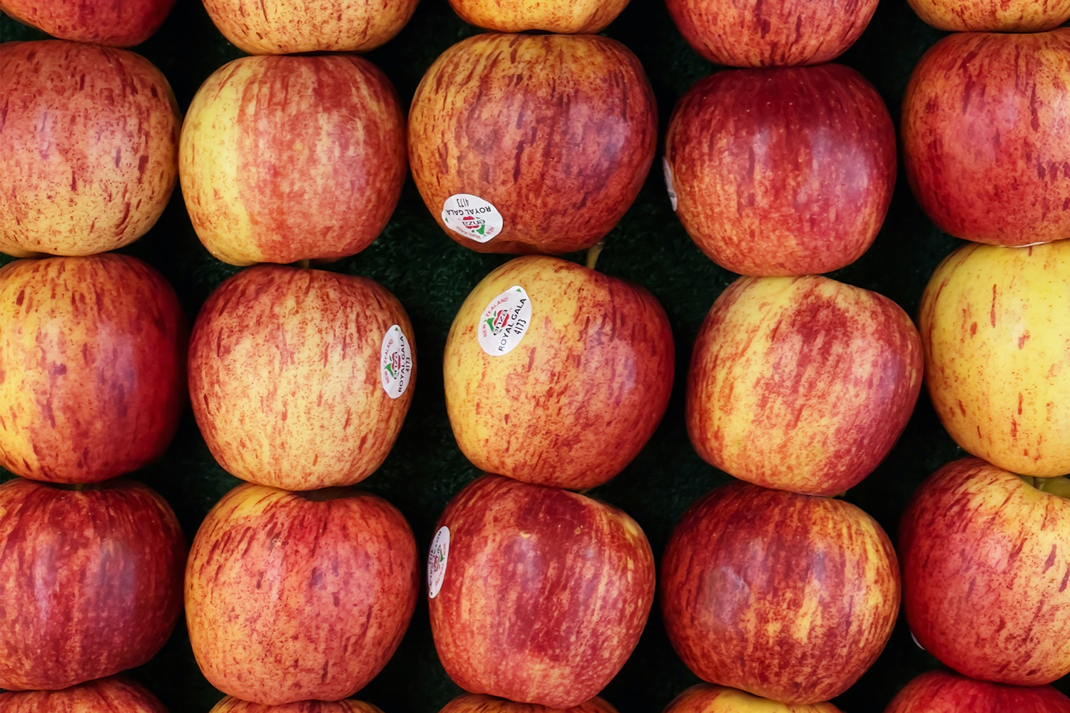 A bunch of Gala apples at a grocery store with produce stickers. A new article at The Verge looks at how these stickers do not decompose in their current form.