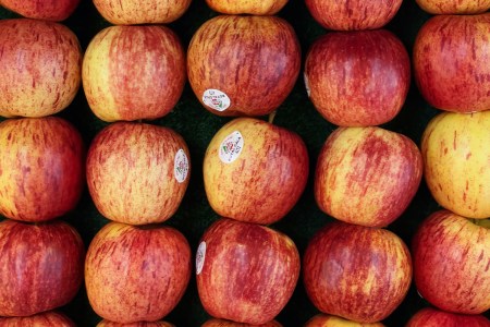 A bunch of Gala apples at a grocery store with produce stickers. A new article at The Verge looks at how these stickers do not decompose in their current form.