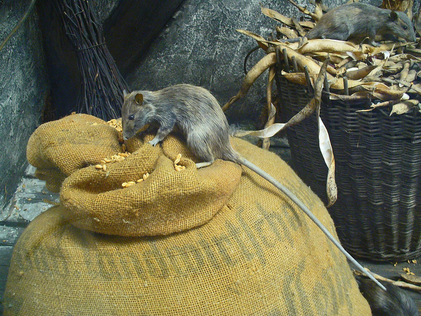 Rats