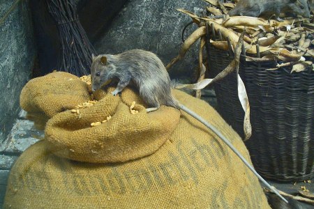 Rats