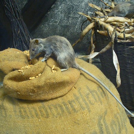 Rats
