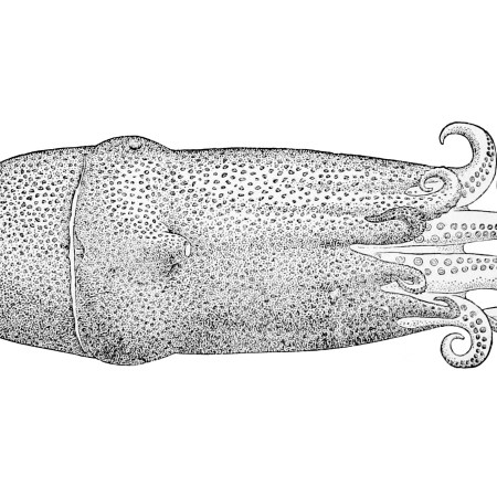 Seven-arm octopus
