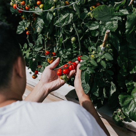 A person picks cherry tomatoes off a plant in their backyard. We spoke with DC gardening pro Joshua Singer about growing your own food in the city.