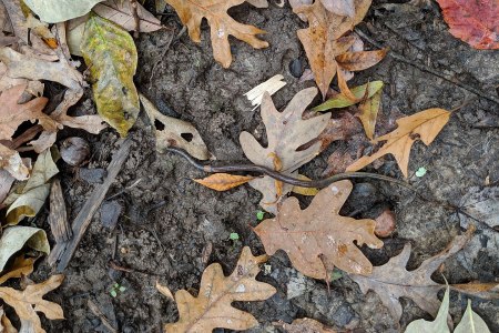 Jumping worm