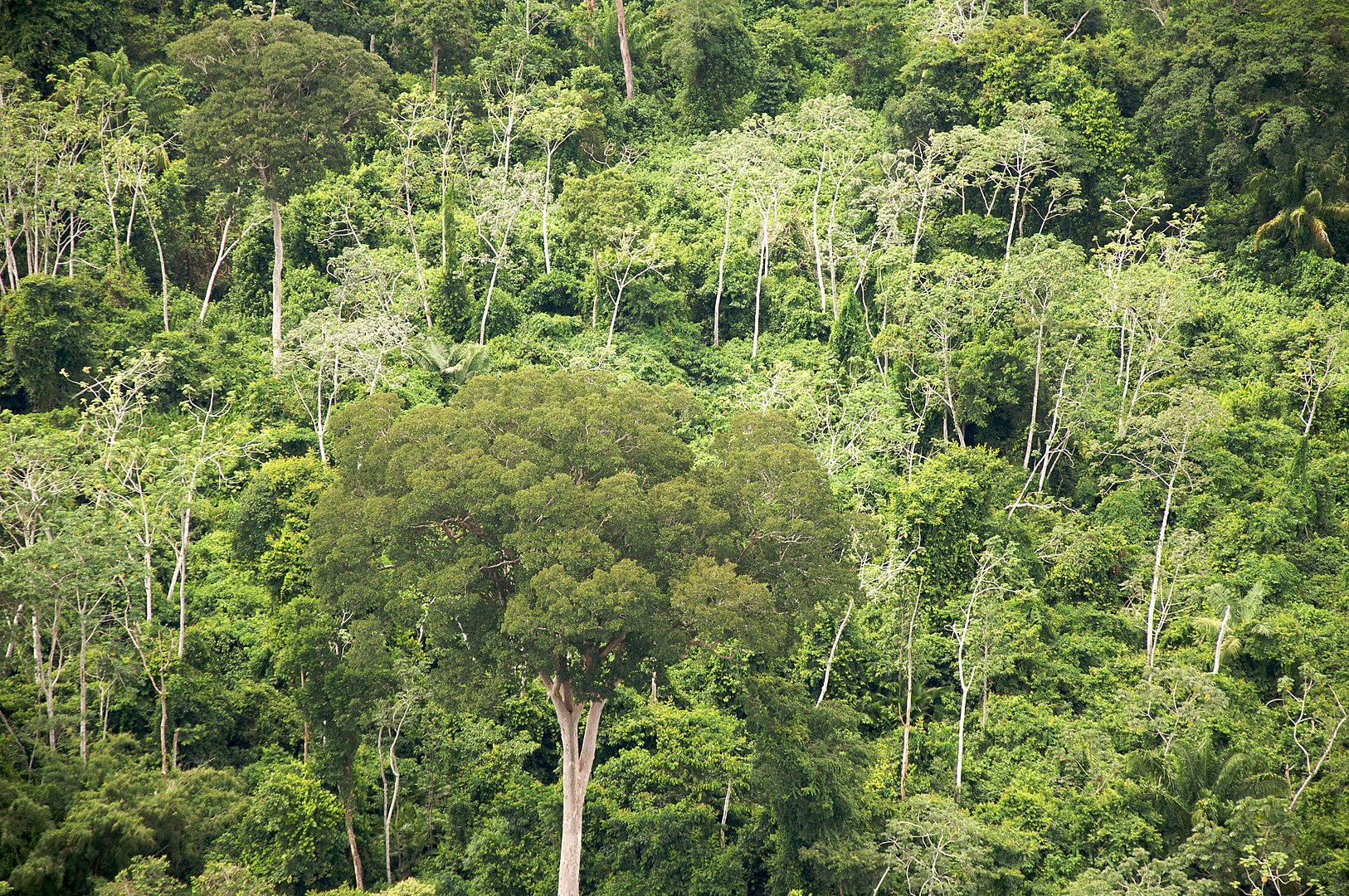 A forest in Bolivia - scientists are using new technologies to discover lost cities amongst the jungle density.
