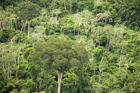 Scientists Find Ancient Amazonian City From the Air