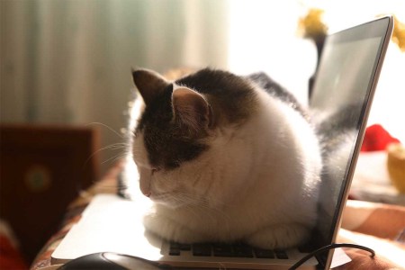 Reminder: Don’t Use Your Pet’s Name as a Password