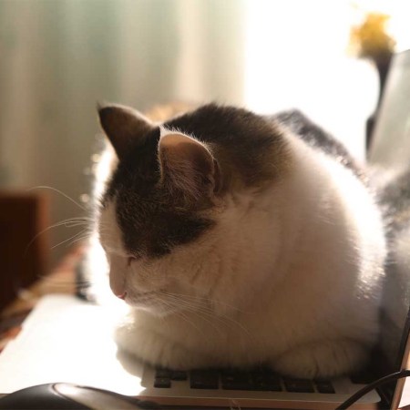 working place with laptop mouse and lazy funny cat laying on warm keyboard close up photo. Over a third of people using pet names as part of their online passwords, which is a serious security flaw.