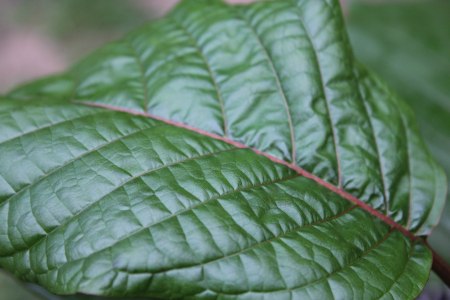 Is Kratom About to Have Its Own High-End Moment?