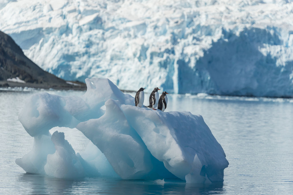 Penguins