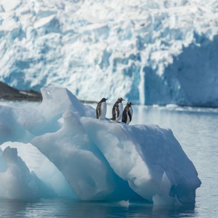Penguins